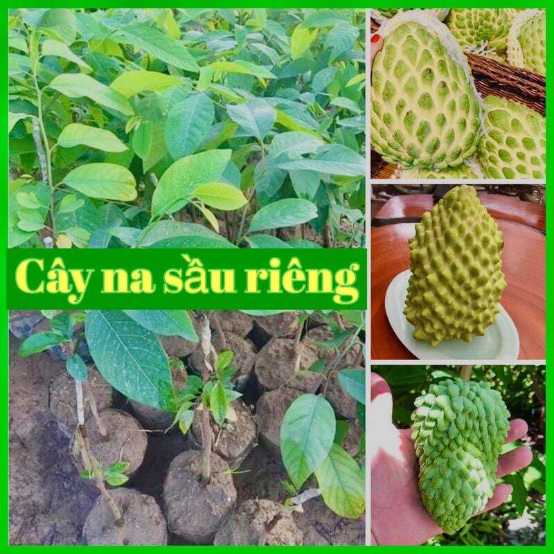 Cây Giống na sầu riêng khổng lồ