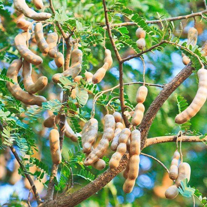 [Chuẩn Giống F1] Cây giống me thái siêu quả