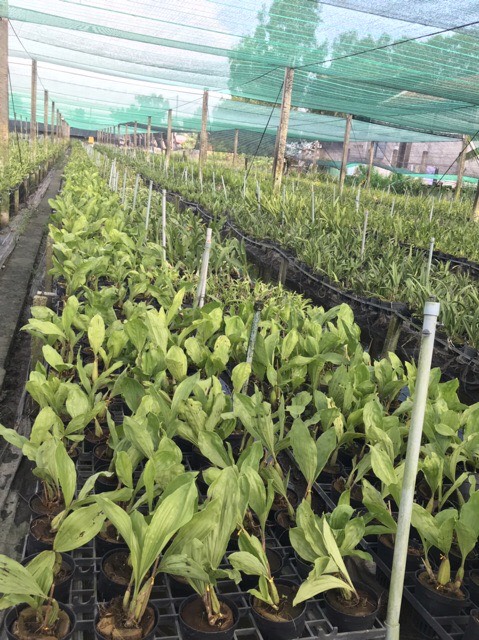 Indo Thanh Dac Orchids