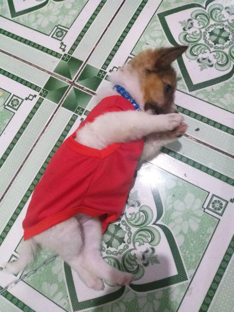 Quần Áo Chó Mèo Thú Cưng Size S 2-4Kg