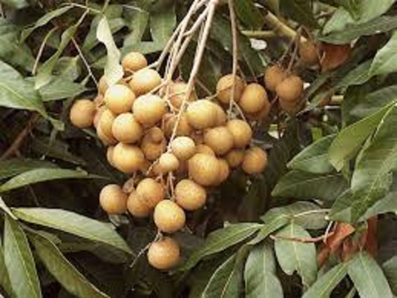 CÂY GIỐNG NHÃN HẠT LÉP THÁI LAN SIÊU lùn