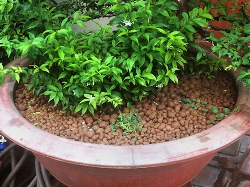 Viên đất nung SFARM (Sỏi nhẹ)