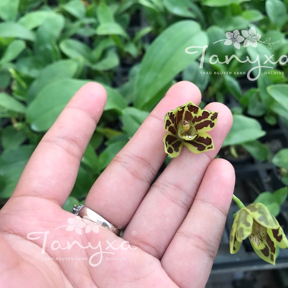 Vũ Nữ Hoàng Hậu Mini siêng hoa