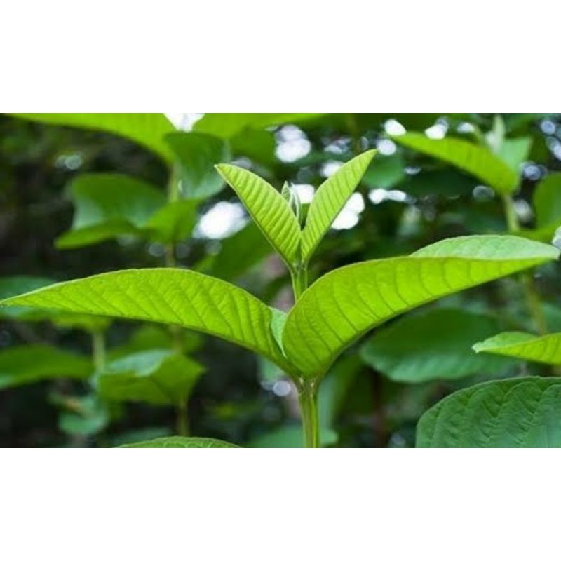 lá ổi tươi ( ỔI RỪNG OGANIC 100g)