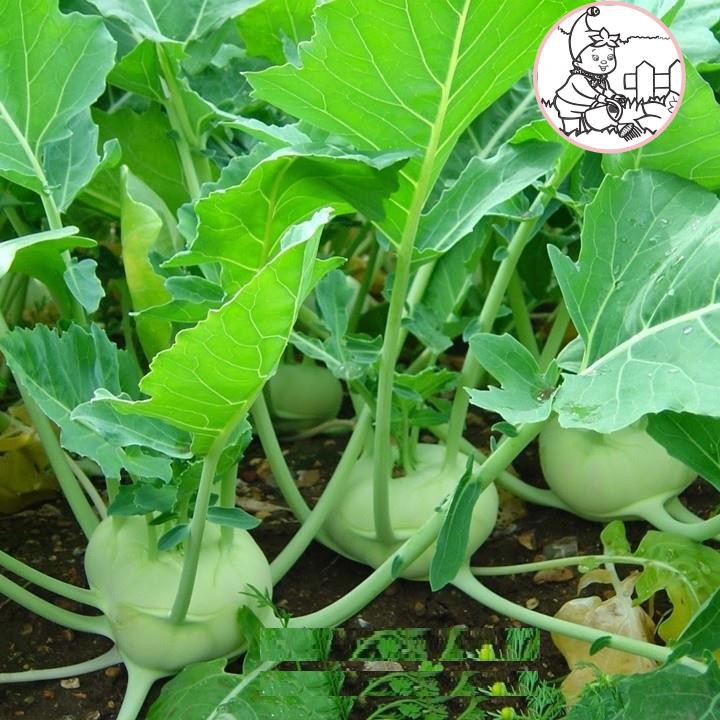 HẠT CỦ SU HÀO OP XANH - GÓI 2 GRAM