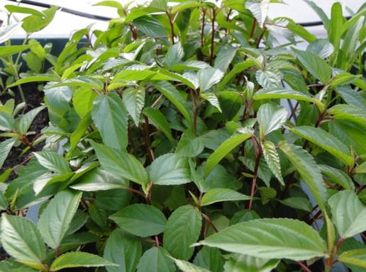 Hạt Giống Rau Đay Đỏ (gói 20g)