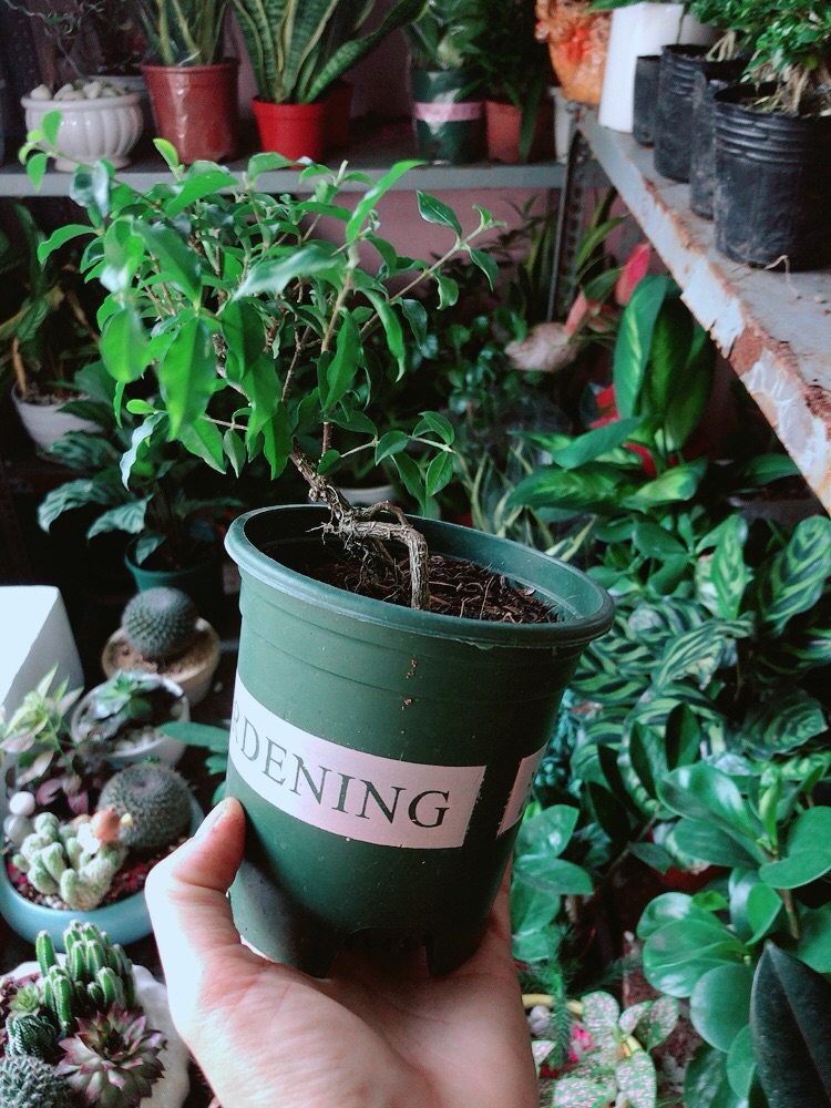 Hồng Ngoc Mai Bonsai