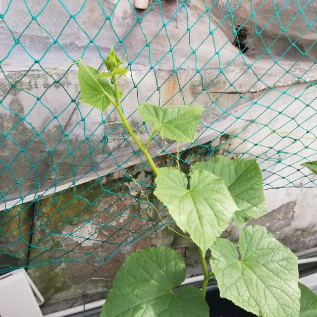 Lẻ Mét Lưới Mắt Nhỏ - Lưới Trồng Cây, Lưới Làm Giàn Dây Leo Bầu Bí Dưa Leo Khổ Qua Dày Và Chắc Chắn