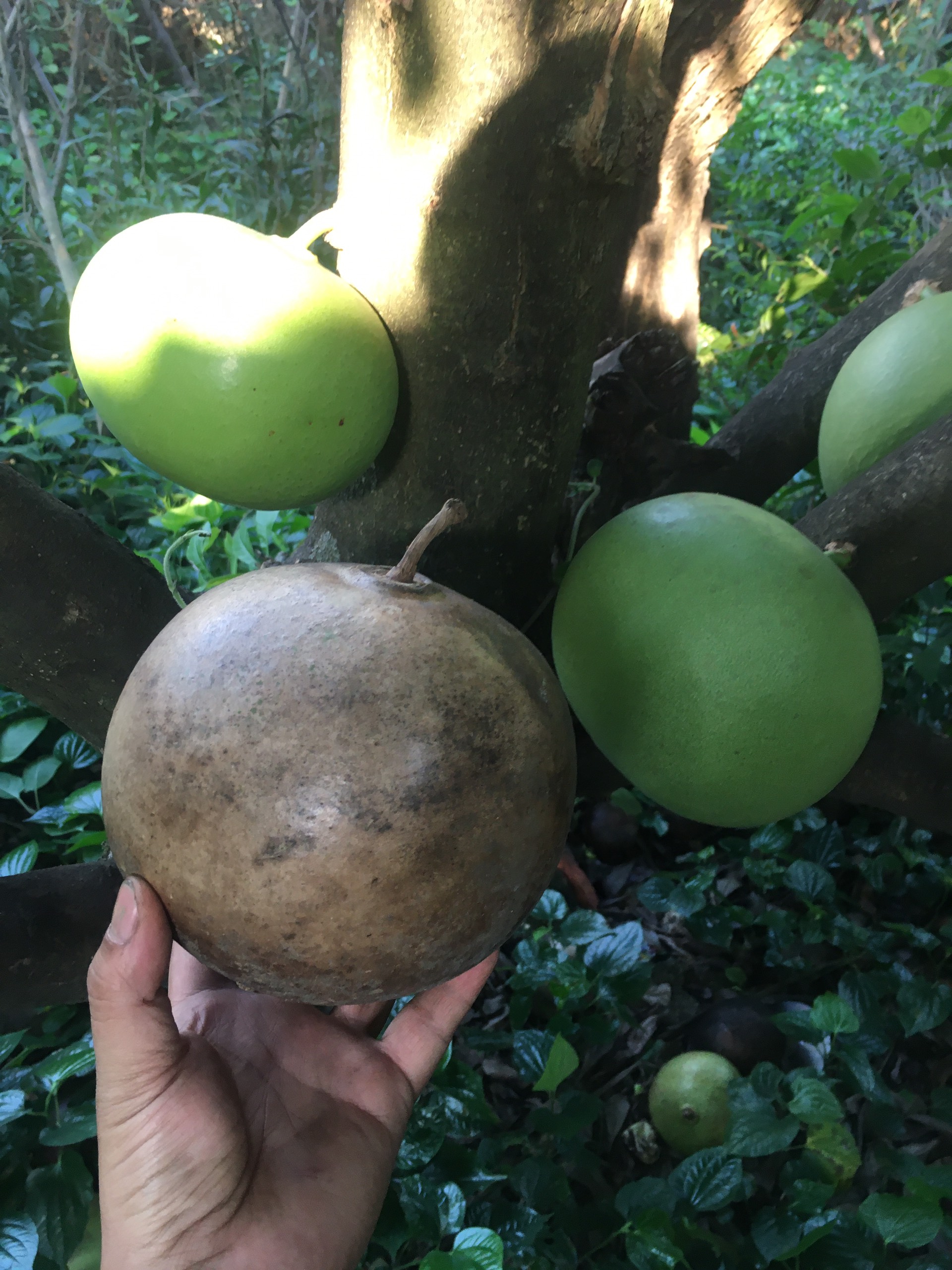 Trái đào tiên tươi (tính trái)