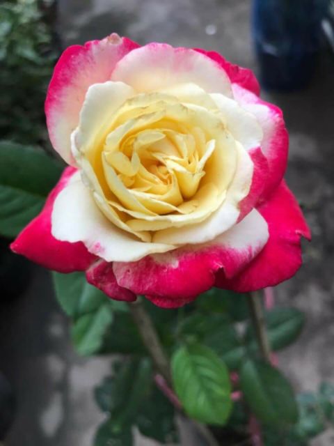 [ Xả - Cắt Lỗ] Double delight. - hoa hồng ngoại