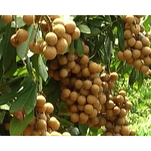 cây giống nhãn IDO