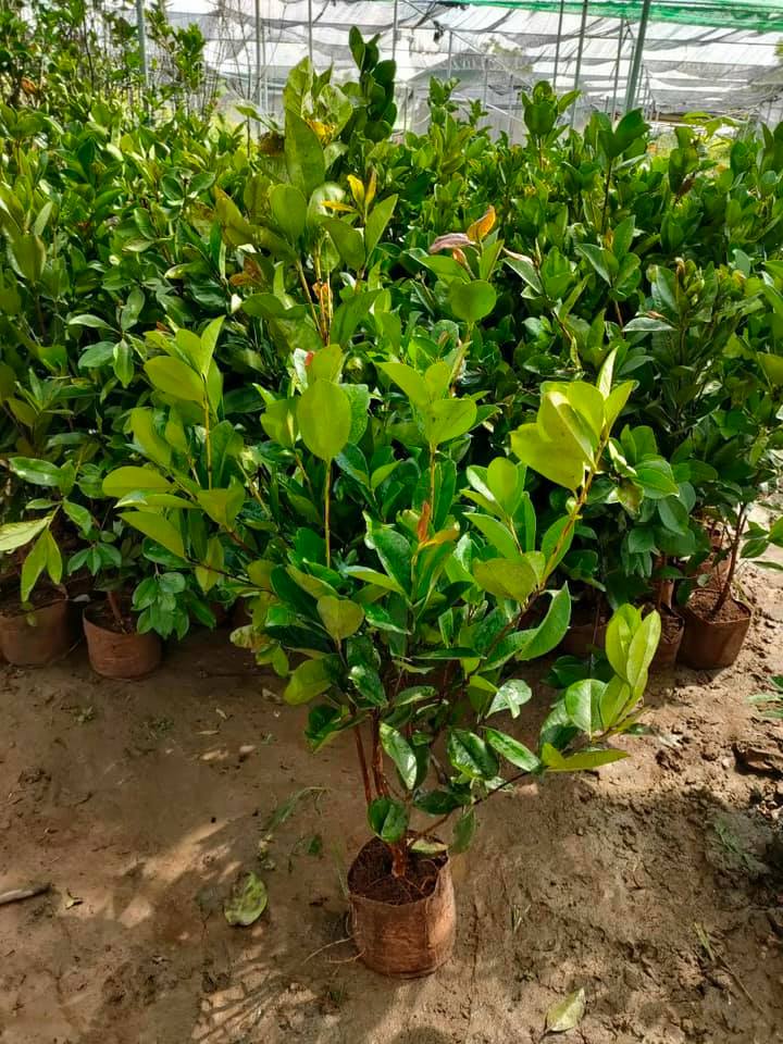 Cây giống Cherry Anh Đào MỸ THẾ HỆ MỚI. [ BẦU TO, SIÊU QUẢ, CÂY CAO 1M ]