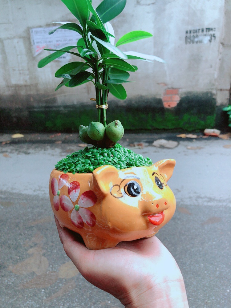 Chậu May Mắn Tài Lộc