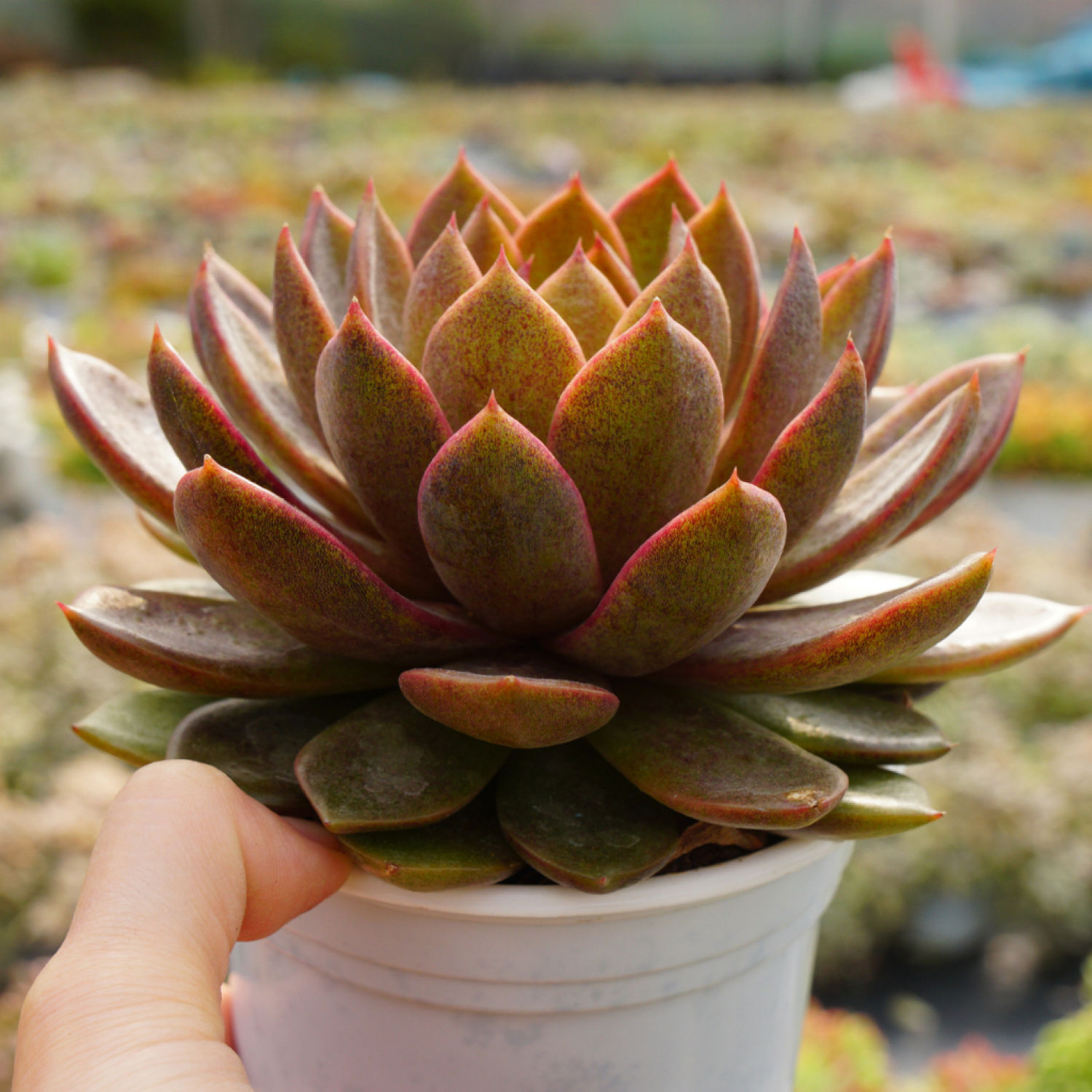 Sen Đá Black Queen Size 10-12cm, Sen Đá Để Bàn, PANDAA GARDEN Xứ Đà Lạt Thuần Chủng Thích Nghi Mọi Khí Hậu, Lỗi 1 Đổi 1