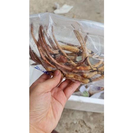 Củ sen mini giống Cung Đình Hồng