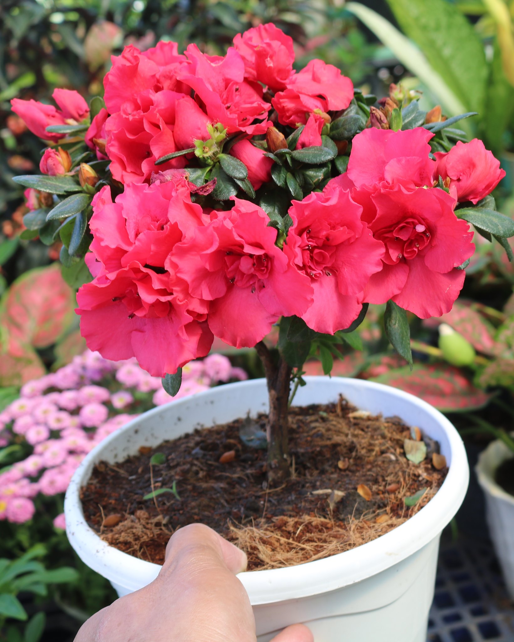 Chậu hoa Đỗ Quyên màu đỏ