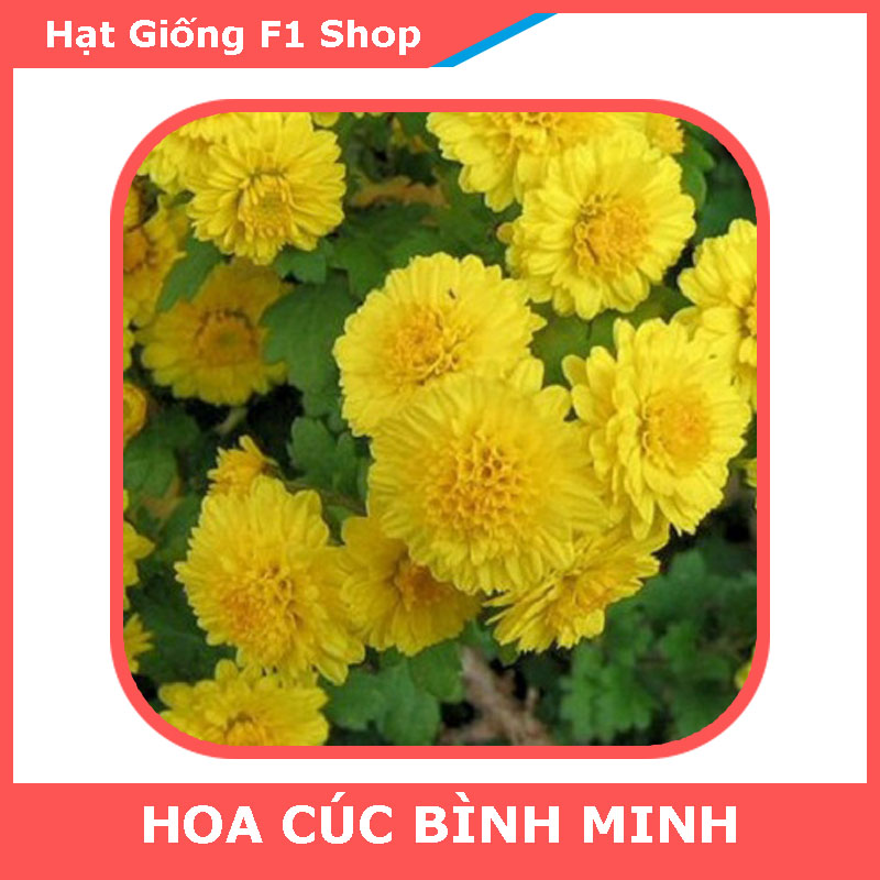Hạt Giống Cúc Vàng Mini Trồng Chậu (100H) (201.F1)