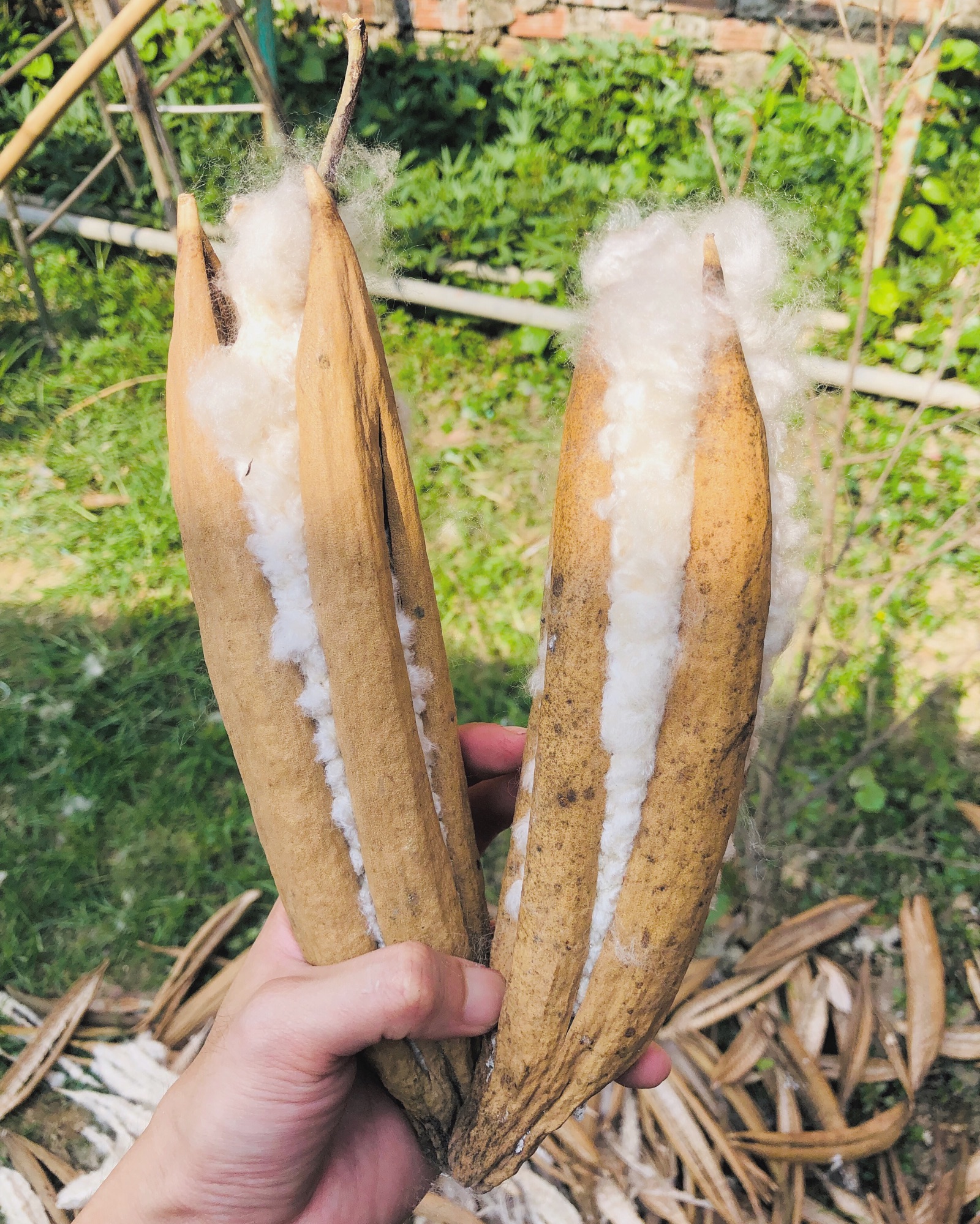 Bông Gòn Tự Nhiên Từ Trái Gòn