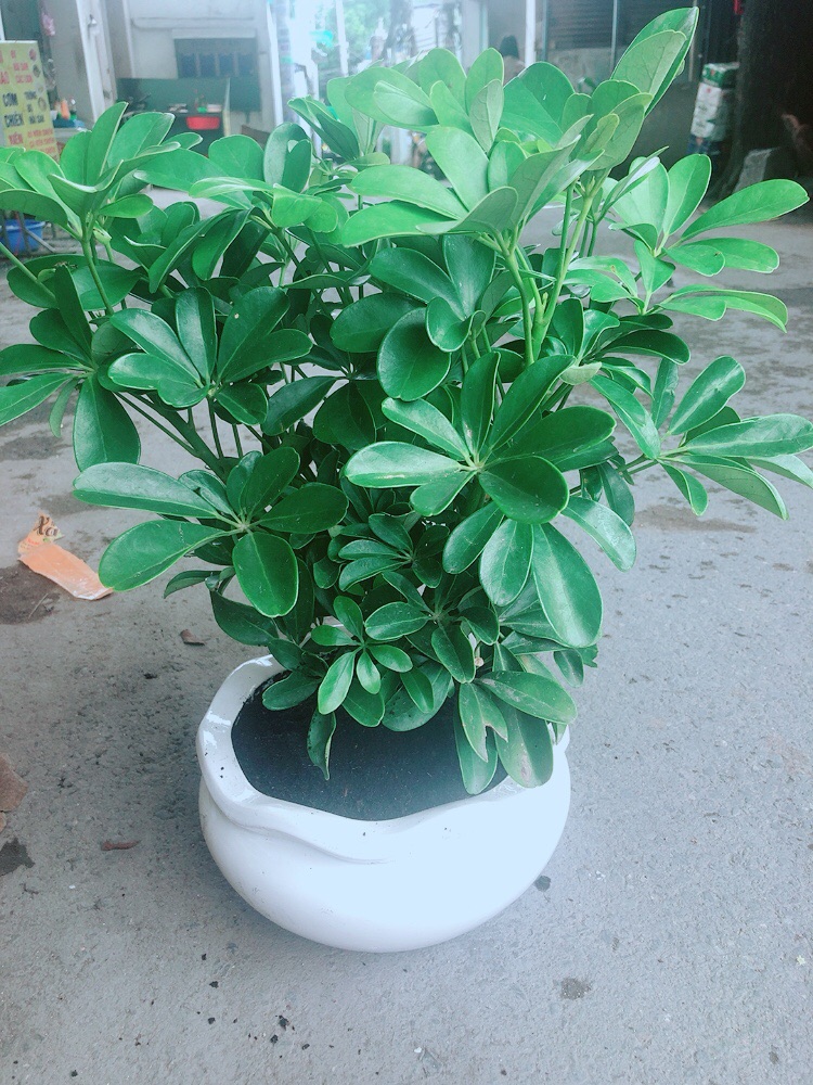 Ngũ Gia Bì Size Đại Kèm Chậu Sứ