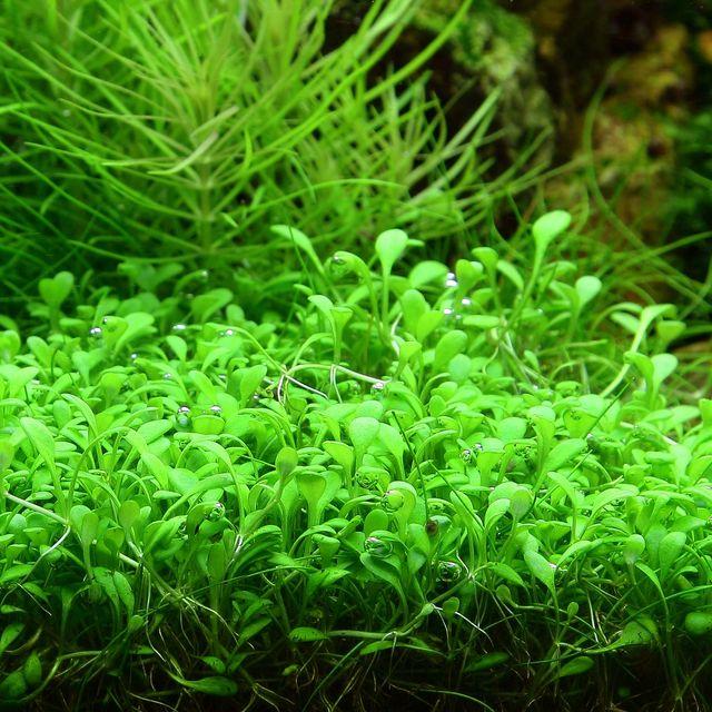 TRÂN CHÂU NHẬT THỦY SINH  (1 tất)