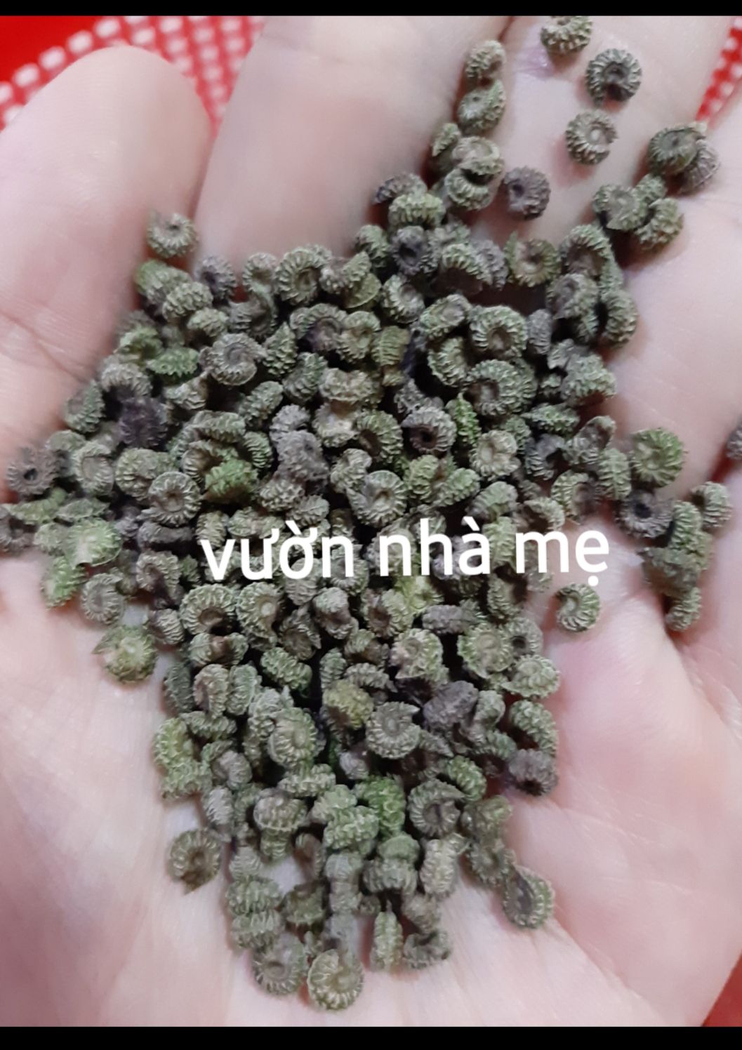 30 hạt cây sương sâm ( loại trơn)