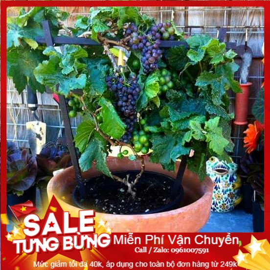 Hạt Giống Nho Lùn - 10 Hạt