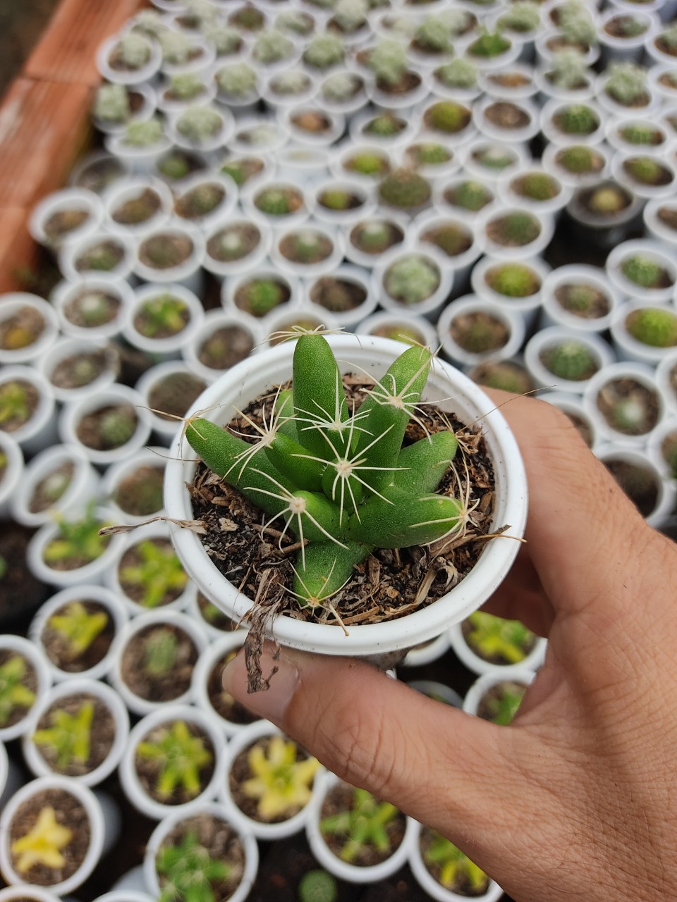 Xương rồng CHUỐI (size chậu 5 cm)