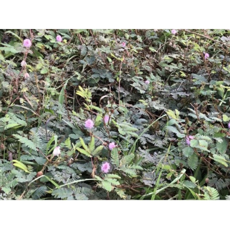 1kg cây xấu hổ đỏ tươi