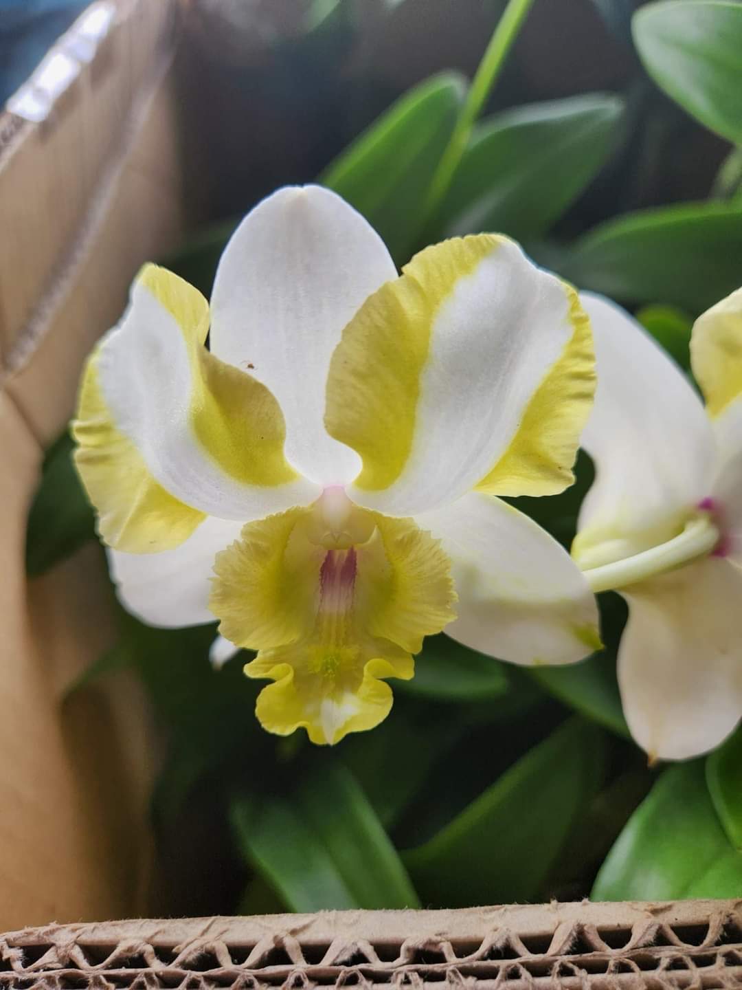 Hoa lan den lai catt mắt rồng vàng