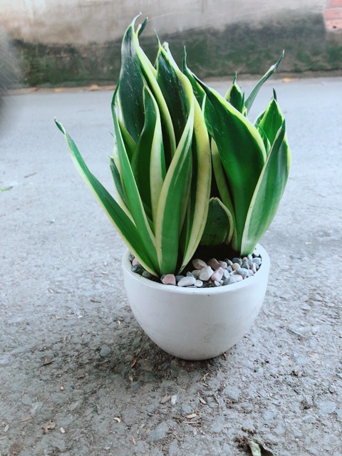 [HCM]Chậu Lưỡi Hổ Thái Xanh