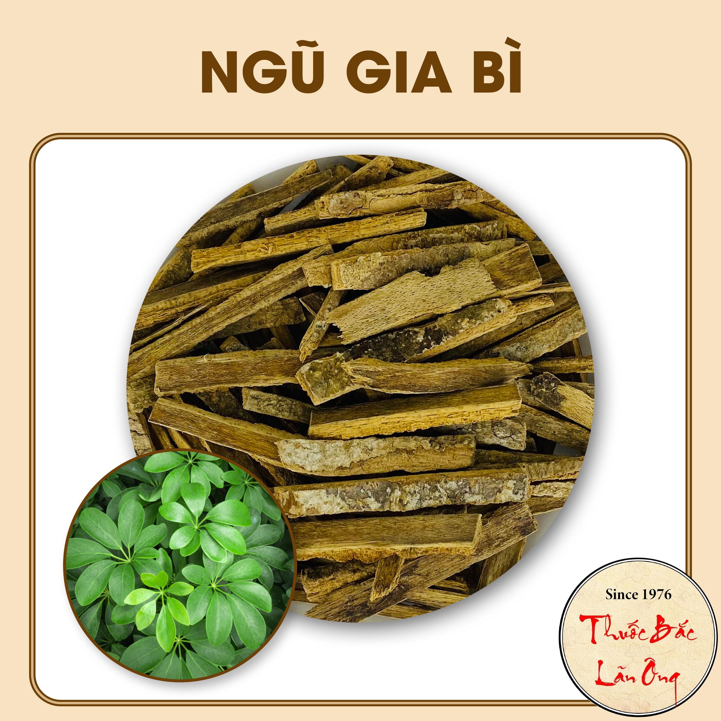 Ngũ gia bì 100g, hàng sấy khô nguyên chất - Lãn Ông