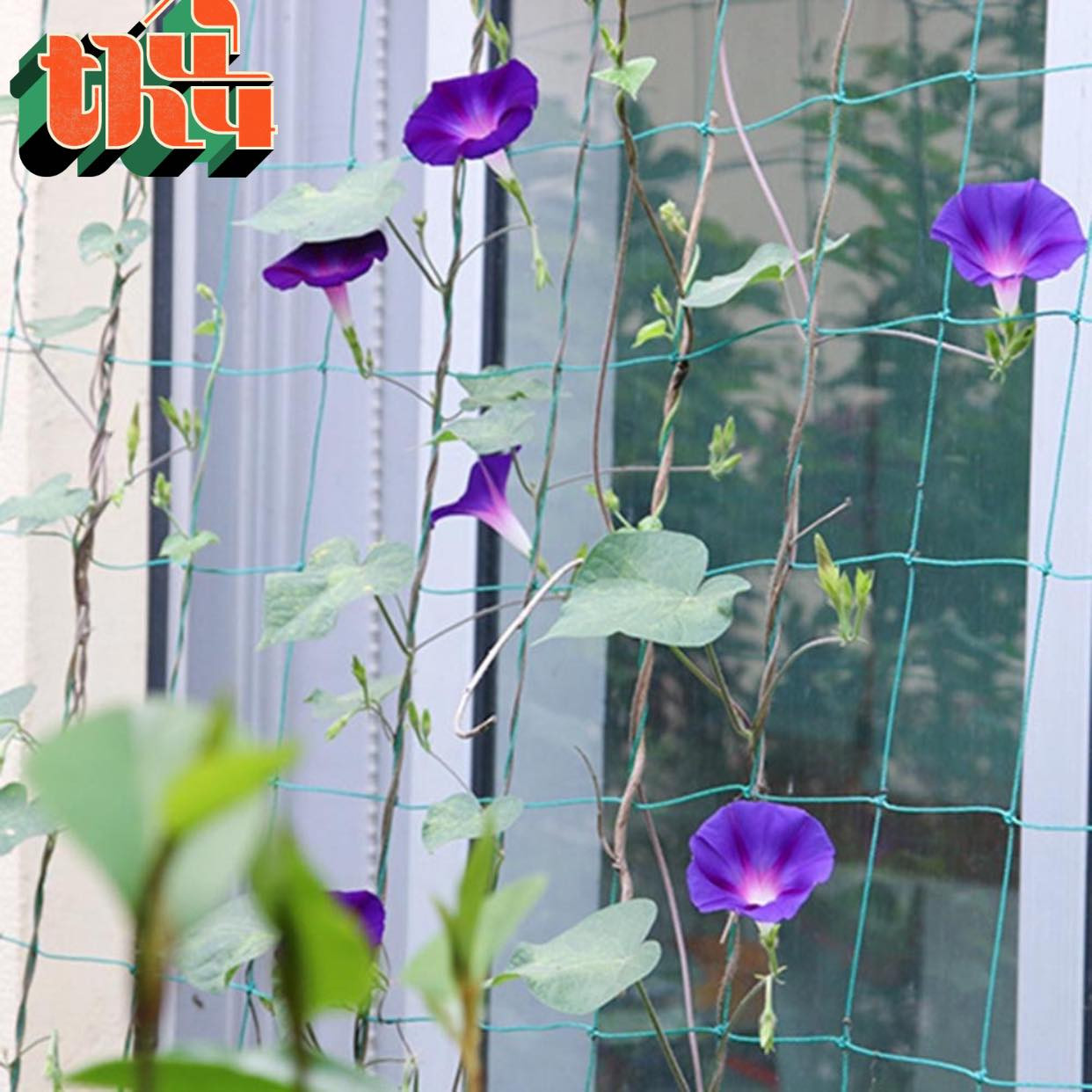 Lưới làm giàn leo cho tất cả cây thân leo