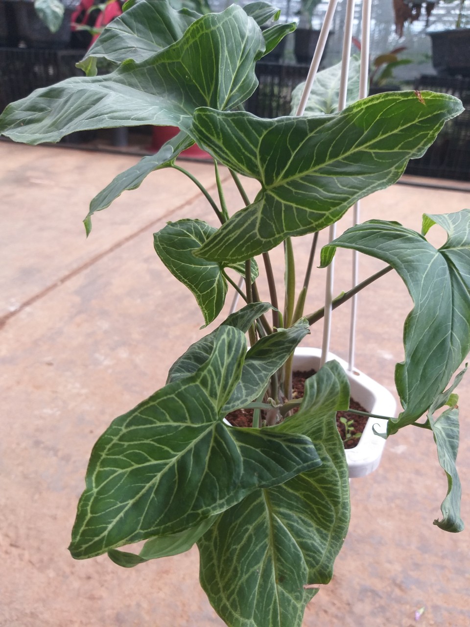 Trầu bà trắng - Syngonium polophyllum