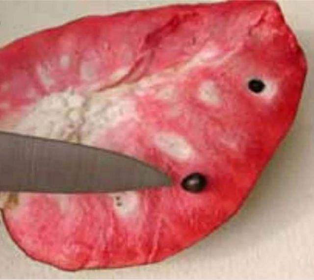 Cây giống na đỏ úc