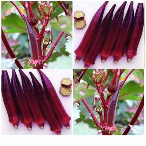 70 cây giống đậu bắp tím lady finger 10cm rất khỏe giống chuẩn 200k tặng0.5lítdịchtrùn kho quận 11,7,9, thủđức, phúnhuận