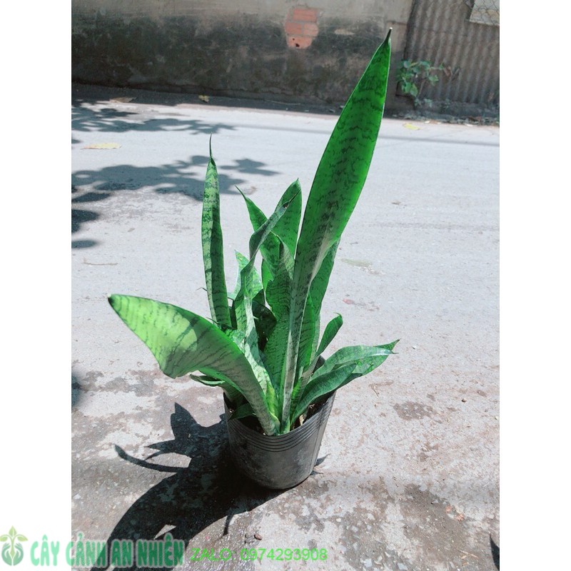 Lưỡi Hổ Sansevieria Black Coral