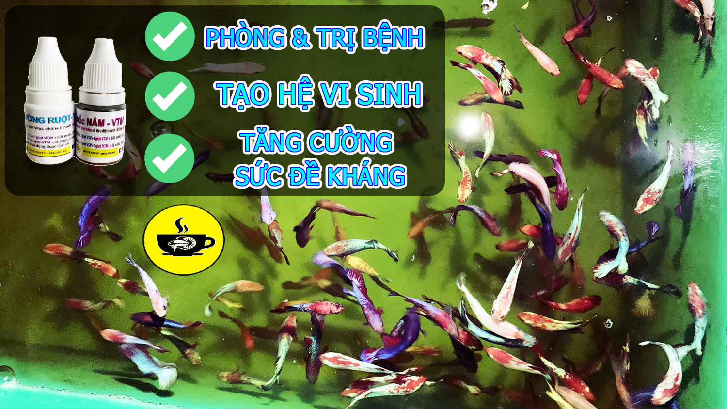 Cám Inve - Thức ăn cá