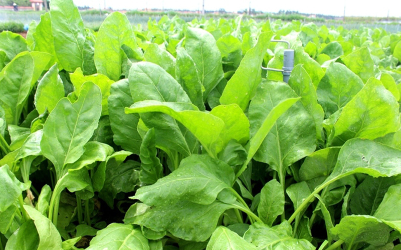 Hạt giống cải bó xôi ( rau bina, rau chân vịt)