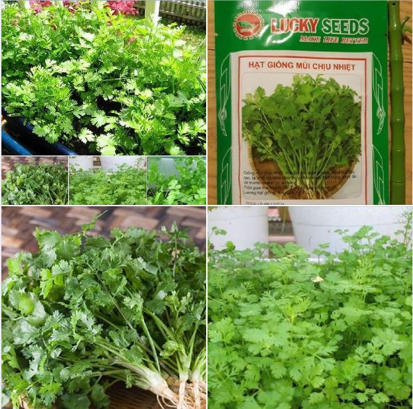 Hạt giống rau mùi ta chịu nhiệt - gói 20gr