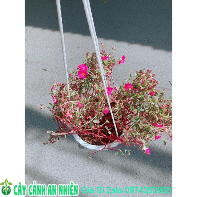 Bụi hoa mười giờ sam giống mới