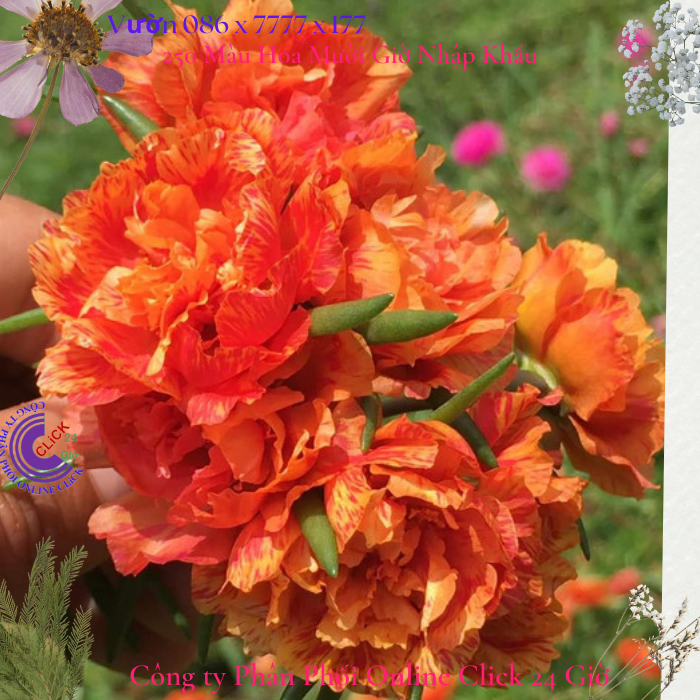 Hoa Mười Giờ Cam Lửa hoa mười giờ 0776849238