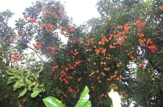 cây giống chôm chôm thái