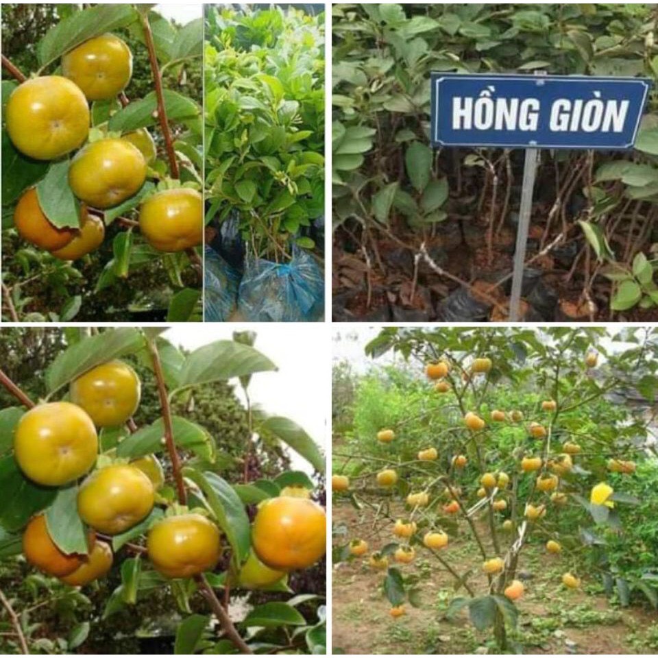 CÂY GIỐNG HỒNG GIÒN KHÔNG HẠT