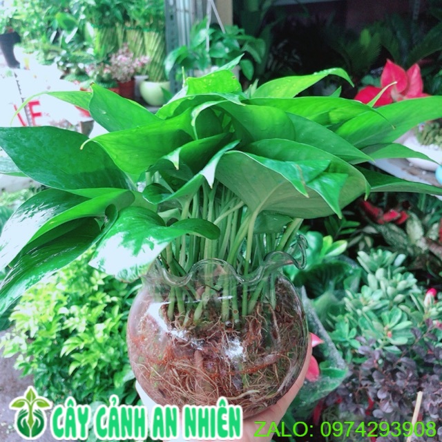 Chậu trầu bà thái thuỷ sinh