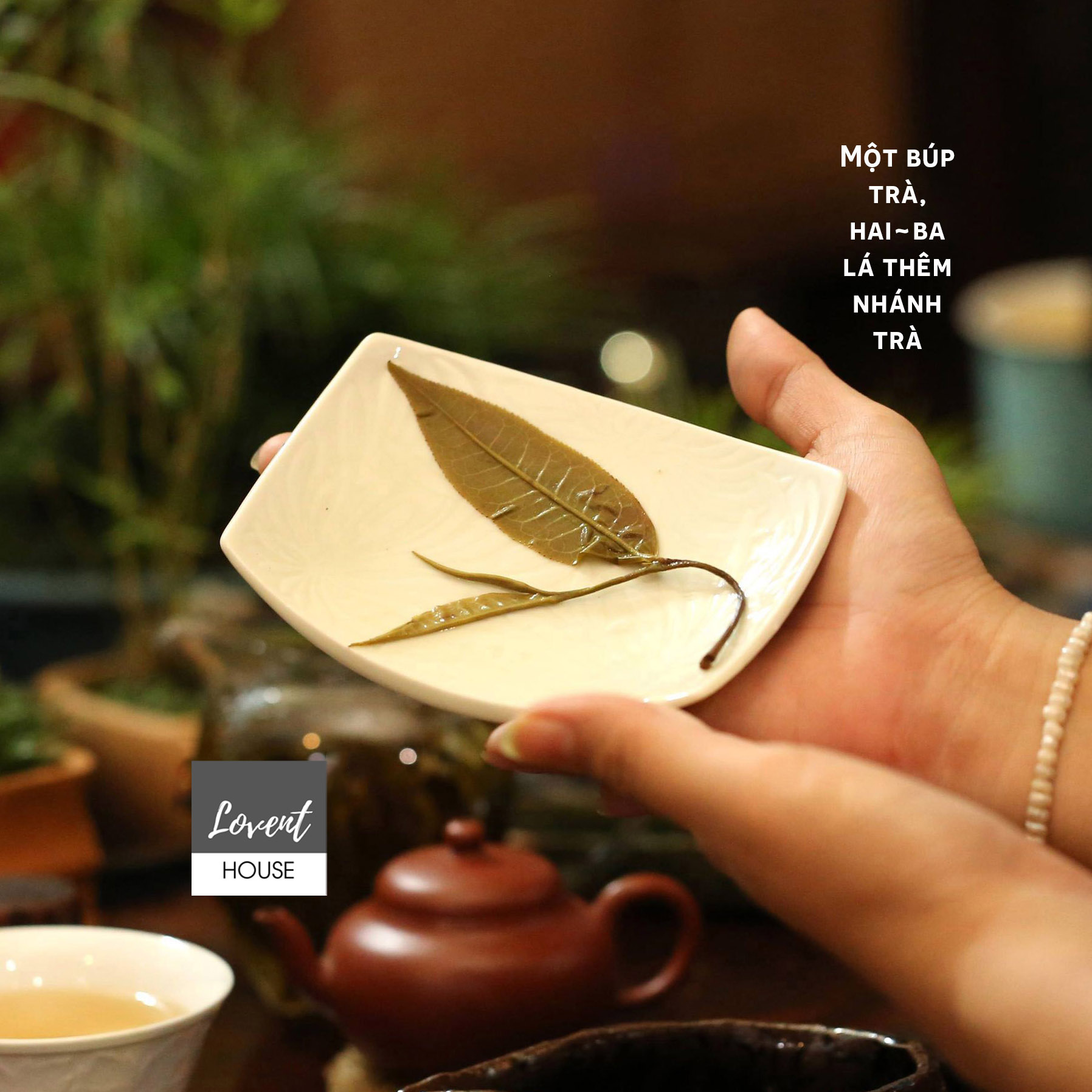 [HCM][Giá hủy diệt] [Ảnh thật] TRÀ CHÍT - SHAN TUYẾT CỔ THỤ - đặc sản Hà Giang