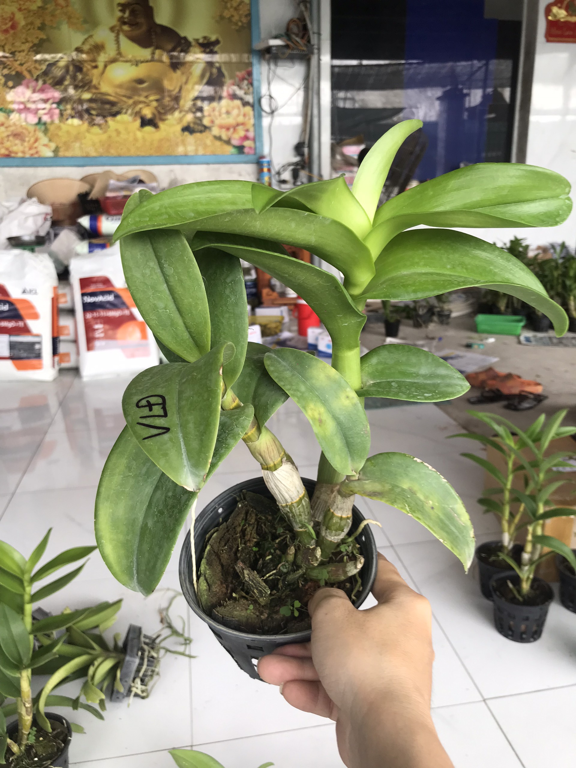 Hoa lan vàng lưỡi đỏ