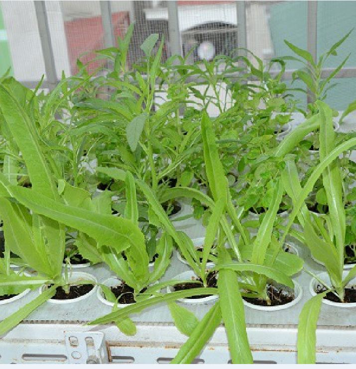 " Gói 5Gram "Hạt giống Rau Diếp thơm (Cải Nhíp) [Seeds]