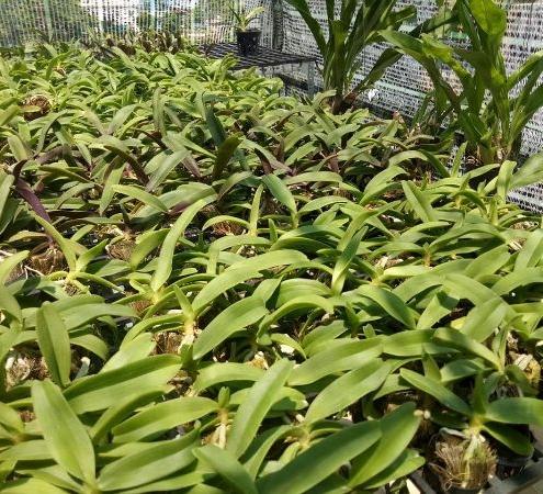 combo 10 đai trâu giống đủ màu