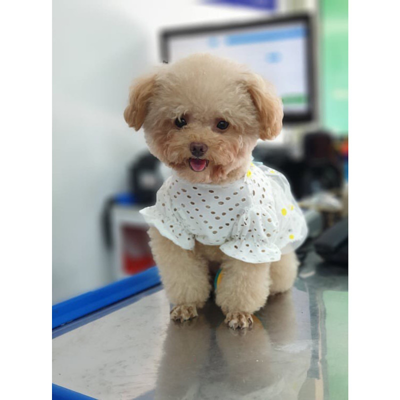 Váy trắng lỗ nơ xanh cho cún miu