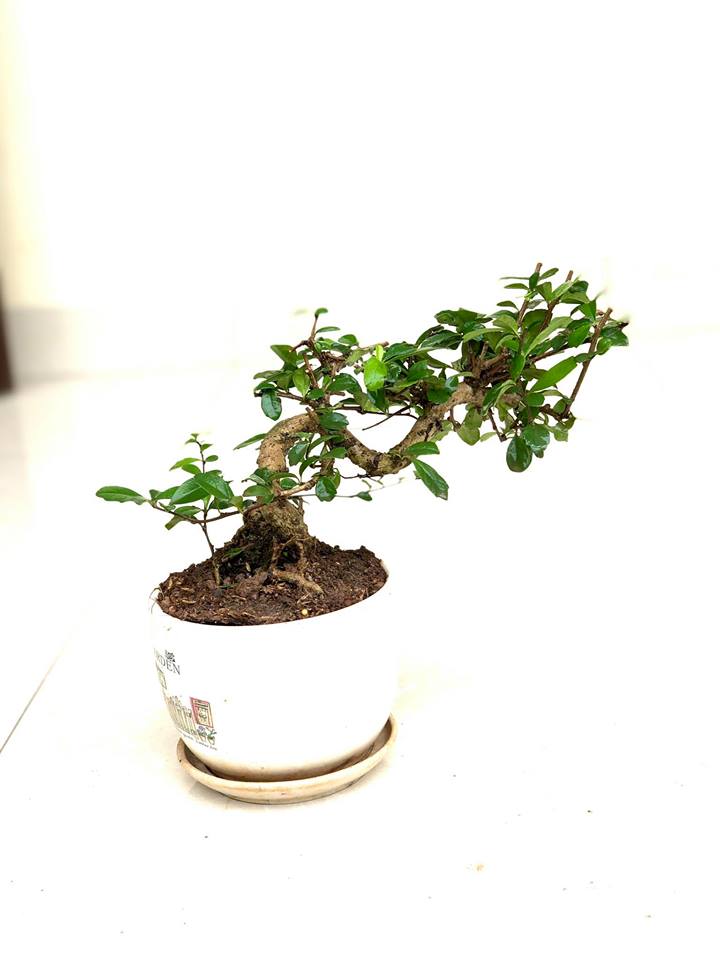 Cây duối nhật bonsai